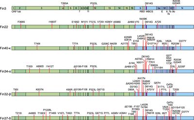 SARS-CoV-2 variants Alpha, Beta, Delta and Omicron show a slower host cell interferon response compared to an early pandemic variant